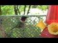 Ruby Throated Hummingbirds, Male and Female in close-up