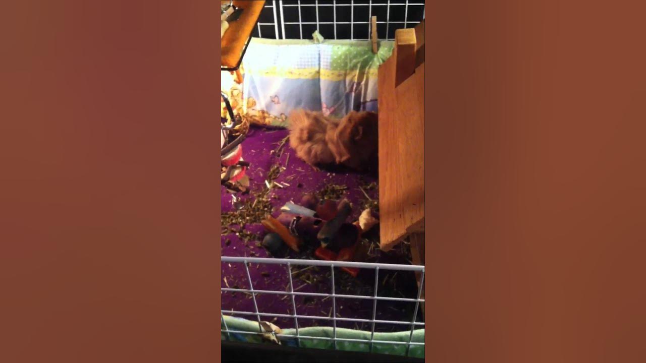 Guinea Pig Popcorn YouTube