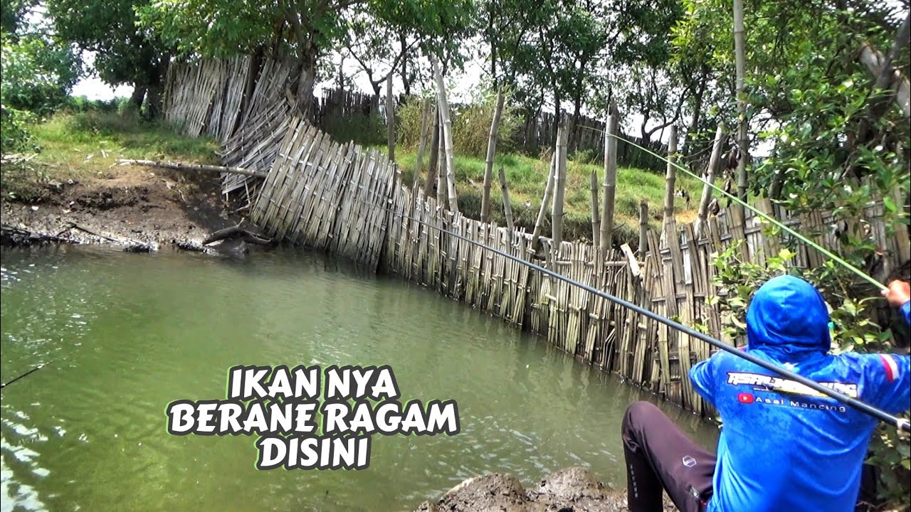 Ini Serunya Kalau Pakai Dua umpan Yang Berbeda,Hasilnya banyak beraneka Ikan yang di dapat