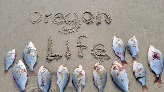 Catching Big Surf Perch.  Oregon Surf Fishing