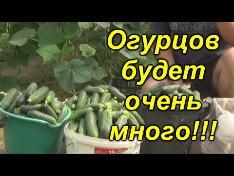 Урожай огурцов будет огромным, если так сделать с семенами!