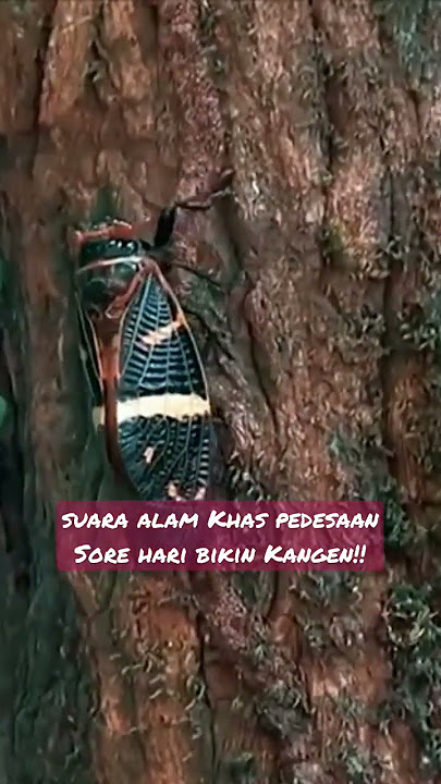 Mustahil!! Menemukan Tonggeret di Kota besar 🎼 #shorts