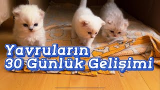 Kedi Yavrularının 30 Günlük Gelişimi