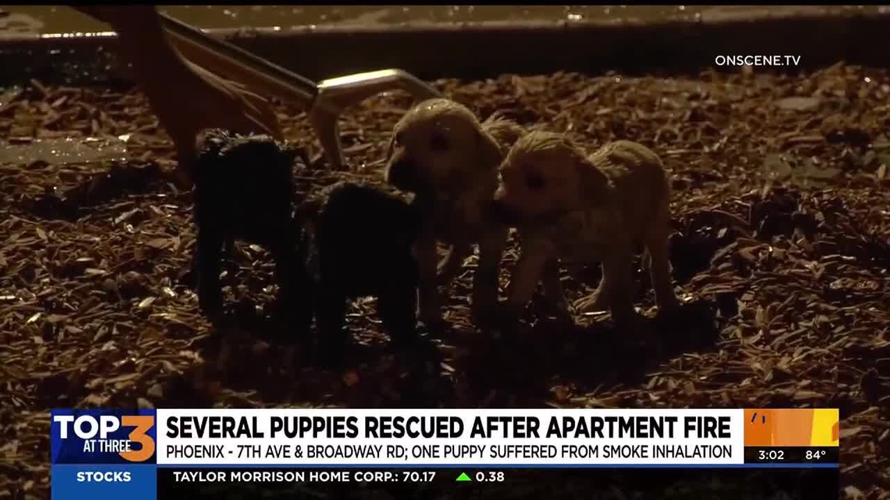 Firefighters in Arizona rescue several puppies from burning apartment ...