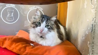 The Most Adorable Coffee Buddy Ever! 🐾☕ This Café Has the Cutest Resident Cat!