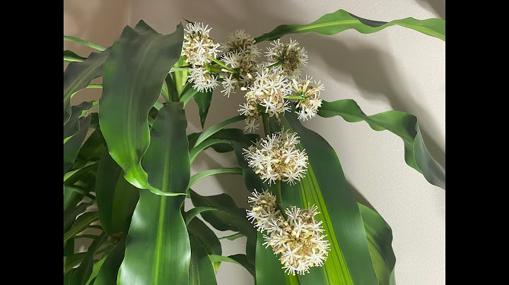 巴西鐵樹開花滿屋飄香｜24年了，第7年開始年年開花｜分享最簡單的養護｜24years Frangrant Dracaena （Brazilwood） - 天天要聞