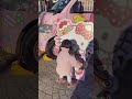 キティちゃんにぎゅー👼🏻🤍 #2歳 #shorts #baby #tokyo #love #japan #happy #cute #followme #ハローキティ