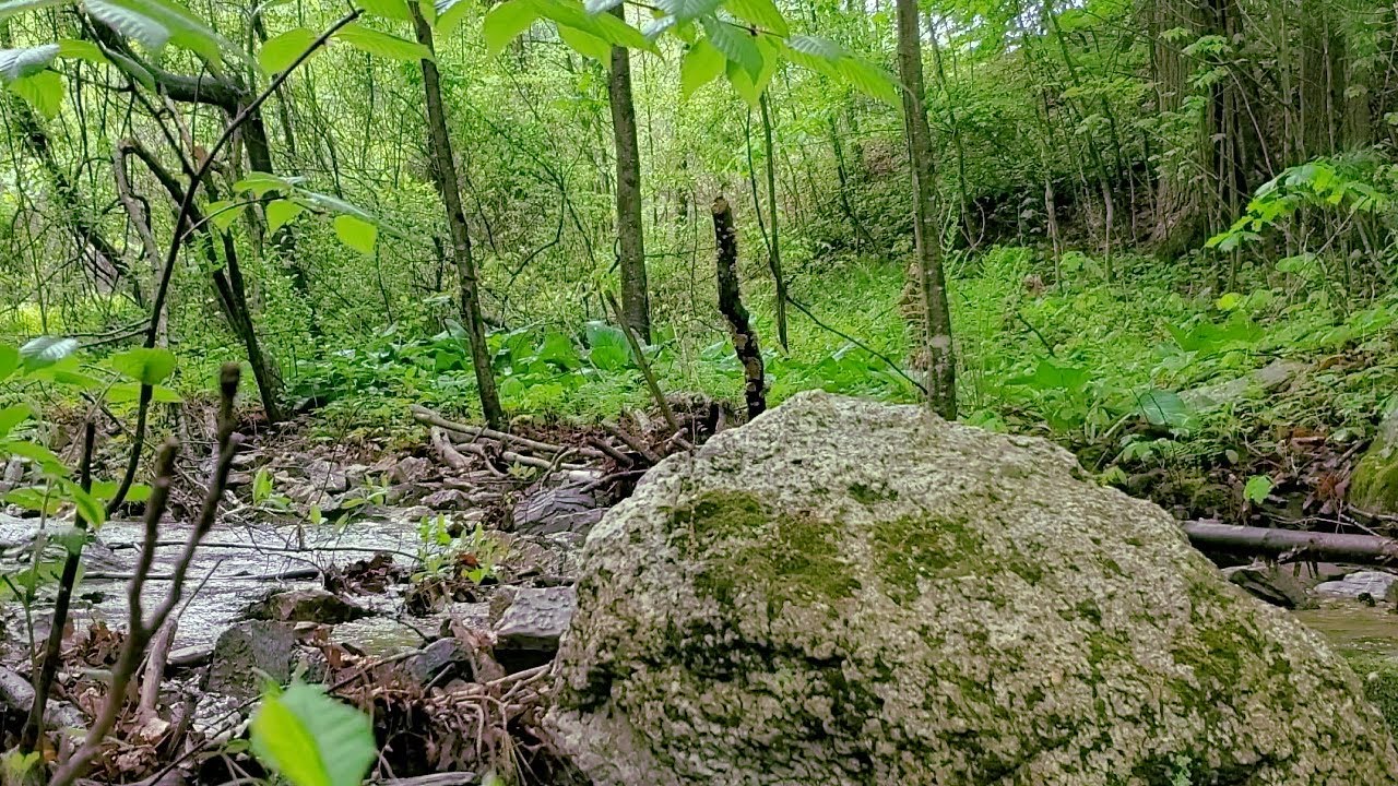 a quiet walk through the woods someplace : earth #relaxing #asmr # ...