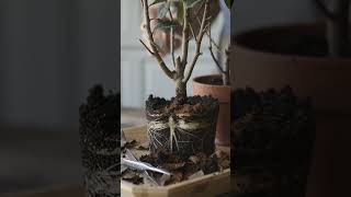 Votre plante semble morte ? Voici l’astuce pour la sauver 🌱