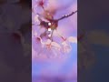 DaisukeNakamura_BIRTH_(LyricVideo)short #chillmusic #中村泰輔