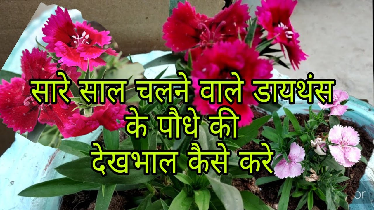 How to grow n care Dianthus plant /winter flowering plant/Vijaya's