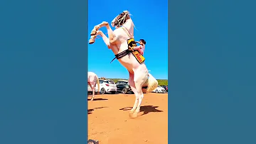 Horse Horselover Horseride Horser Horseriding Love Cowhorse Explore Myhorse Cutebaby 