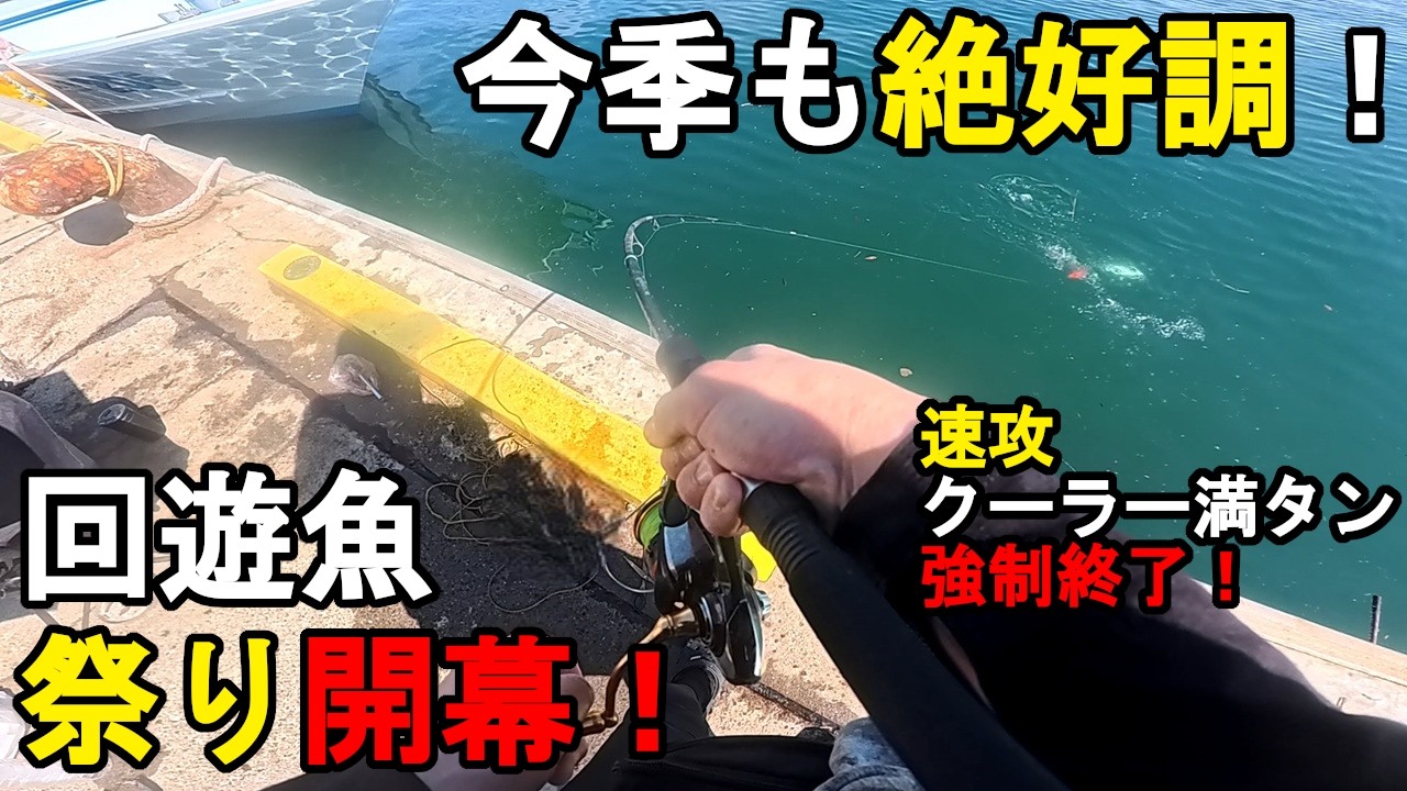 【千葉県某所】今季も絶好調で大爆釣！2026年度回遊魚祭り開幕！梅雨から初夏の時期に、関東地方の房総半島の東京湾に面している、内房の地域にある激戦区の釣り場で釣りをしてみたら…！【2026年7月中旬】