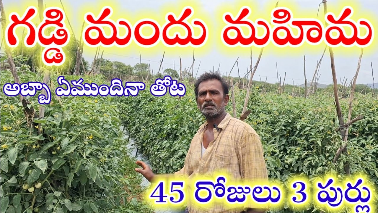 ఓన్లీ ఎండాకాలం మాత్రమే ఒక పంట టమోటా.. మళ్ళీ టమోటా వేయమంటున్న రైతు tamota cultivation telugulo