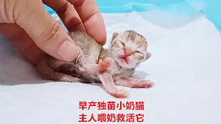 早产小奶猫靠求生欲存活，猫妈不愿喂奶，躲到一旁陪怀孕的女儿