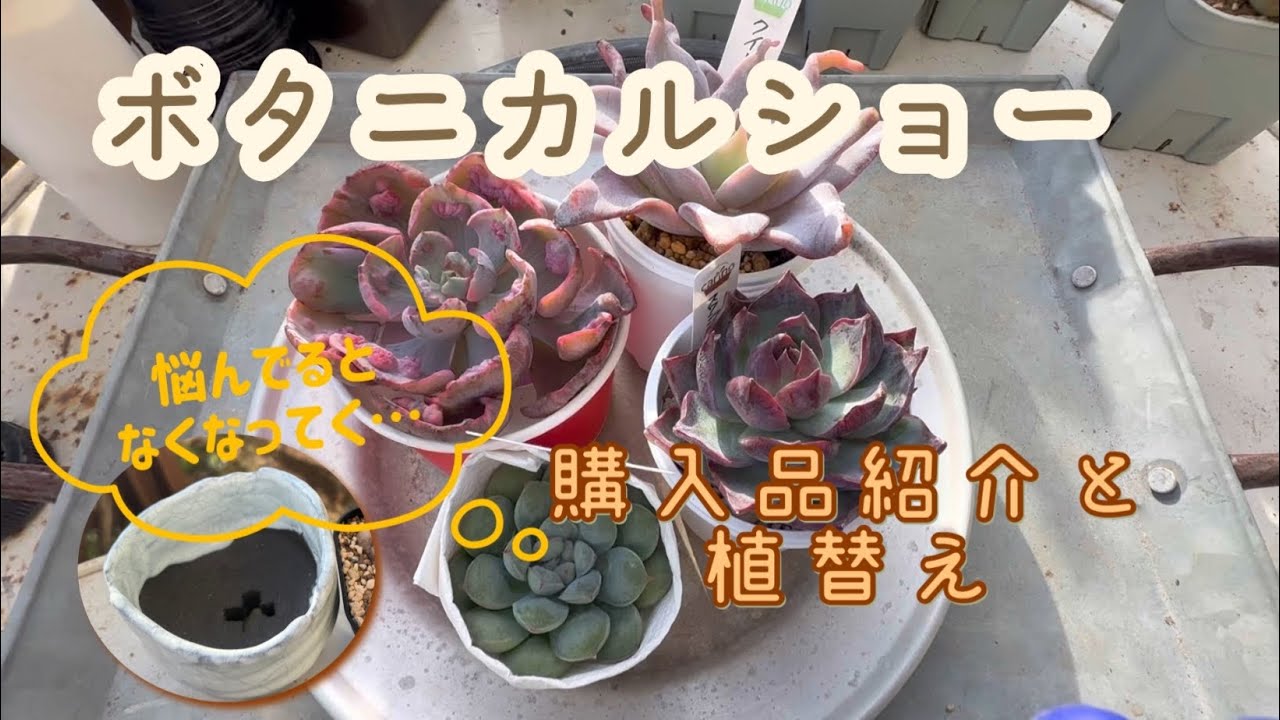 【多肉植物】ボタニカルショー行ってきました♪広かった〜🤣