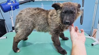 Grooming A Tiny Bear Full Of Burdocks