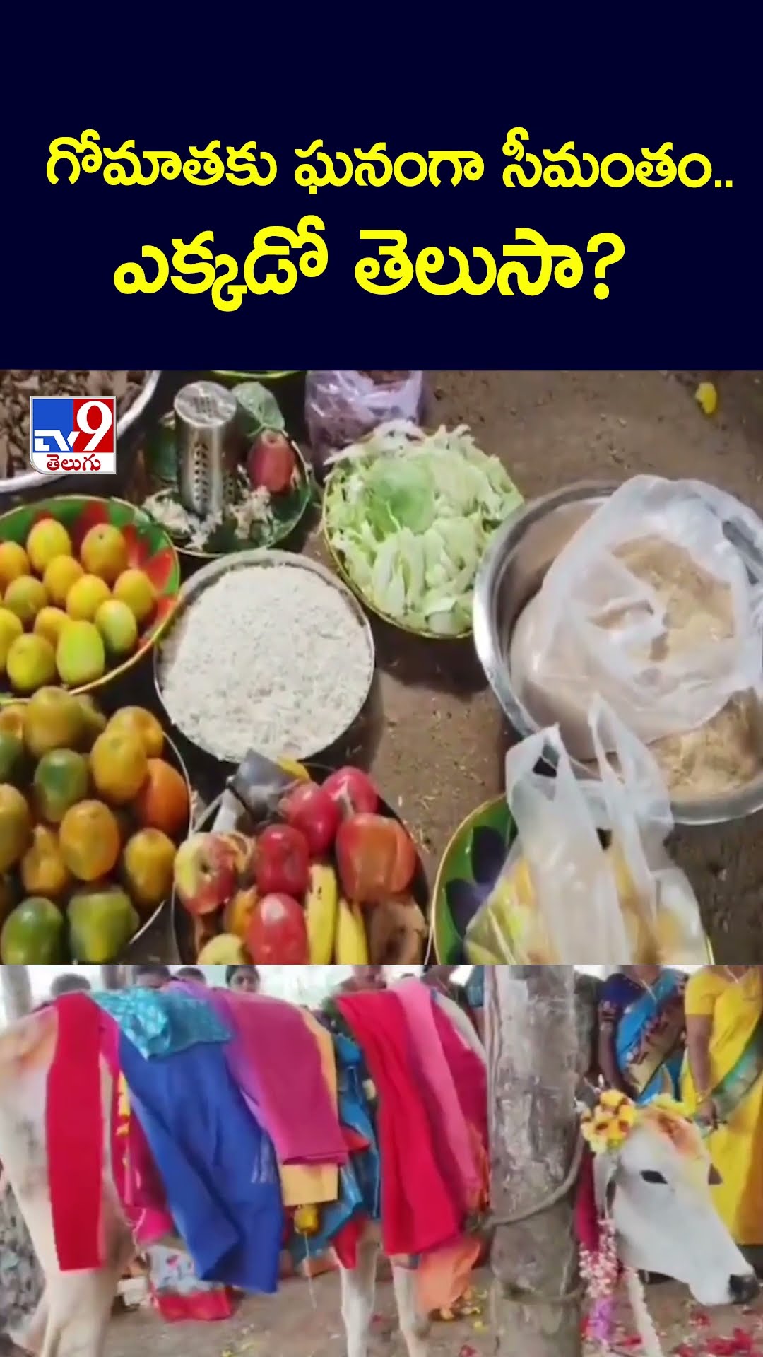 గోమాతకు ఘనంగా సీమంతం.. ఎక్కడో తెలుసా..? - TV9