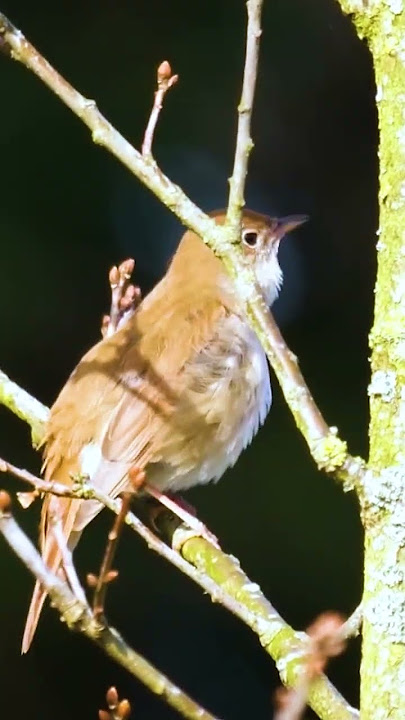 SUARA MANTAP MASTERAN BURUNG SIKATAN LONDO NIGHTINGALE DI ALAM LIAR | #sikatanlondo #nightingale