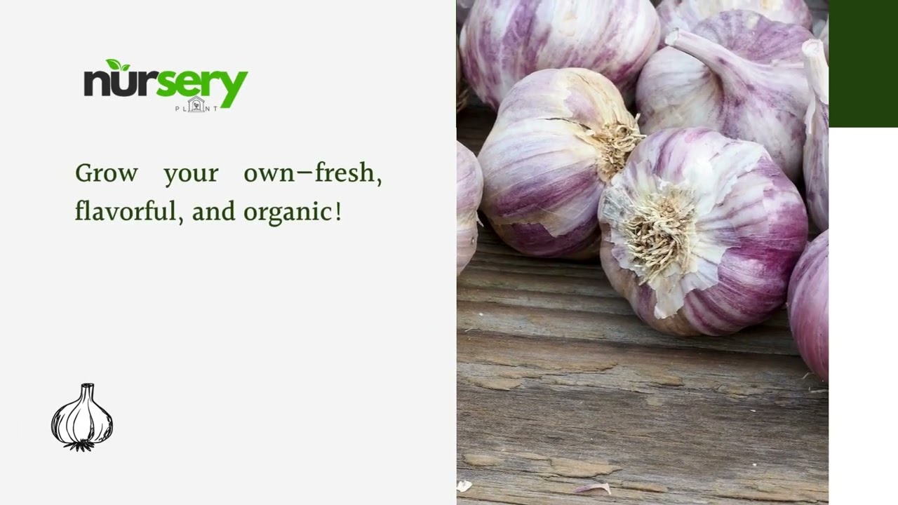 Garlic bulbs for planting 