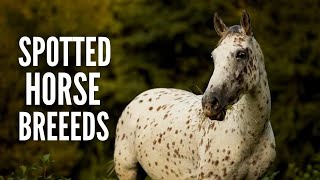 15 Spotted Horse Breeds You Should Know