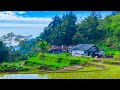 Begini suasana rumah tengah sawah  pedesaan jawa barat