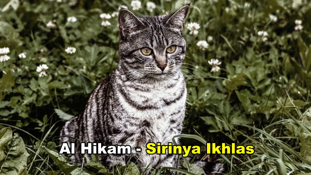 072 KH Yazid Bustomi • Sirinya Ikhlas