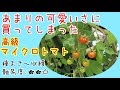 【間引きなんてせんわ!全部育てたる】発芽率100%の野生種でしたw #62しばみゆアットランダム #マイクロトマト #袋栽培 #育て方