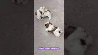 Cheapest Dog Market In Delhi NCR| Shih Tzu Puppies For sale In Delhi |