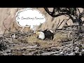 Bald Eagles Celebrate St Paddy’s Day… But did he bring her a drink? 🍀😂