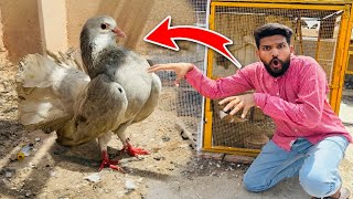 Bhot pyara lakka kabutar pakar liya etna bara kabutar 😱