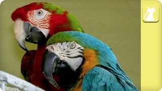Inseparable and Handicapped Parrots - Unadoptables by The Pet Collective Cares 8,191 views 10 years ago 2 minutes, 24 seconds