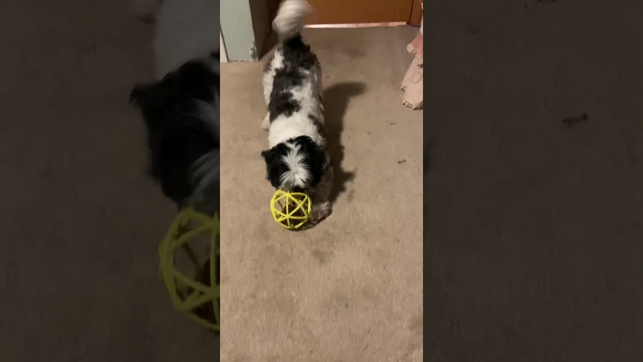 Widget the Family Dog