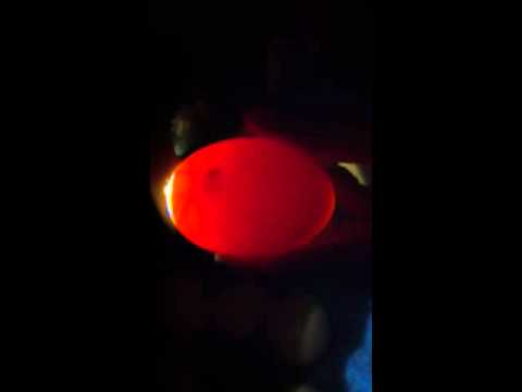 Candling Egg With Iphone See The Baby Move At Only A Few Days Development Youtube