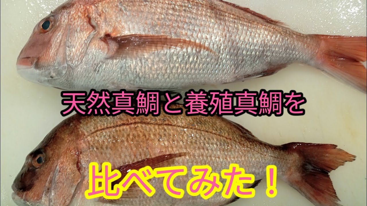 [魚の捌き方]天然真鯛と養殖真鯛！比べてみた！！ - YouTube