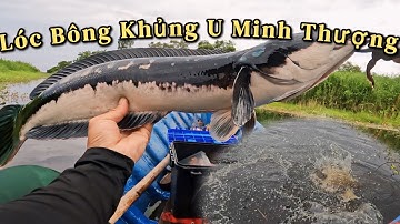 SĂN LÓC BÔNG KHỦNG U MINH THƯỢNG | Hưởng Câu Cá