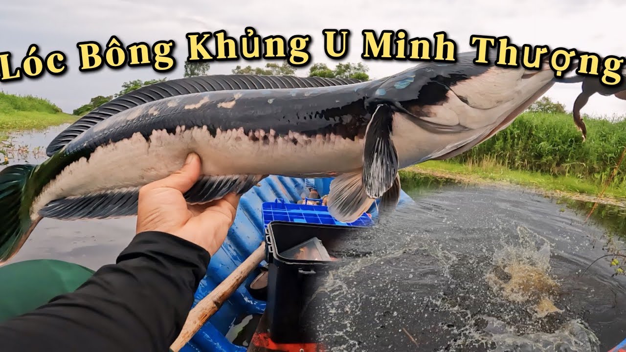 SĂN LÓC BÔNG KHỦNG U MINH THƯỢNG | Hưởng Câu Cá