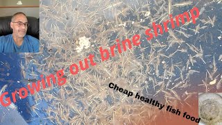 Growing brine shrimp 🍤 to adults.Great food for your fish 🐟