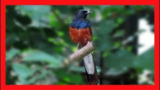 White Rumped Shama Song, White Rumped Shama Call, Sound, Voice, Chirp - Copsychus Malabaricus