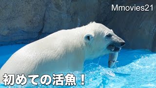 Polar Bear cub's first live fish catch こぐま初めての活魚給餌2015