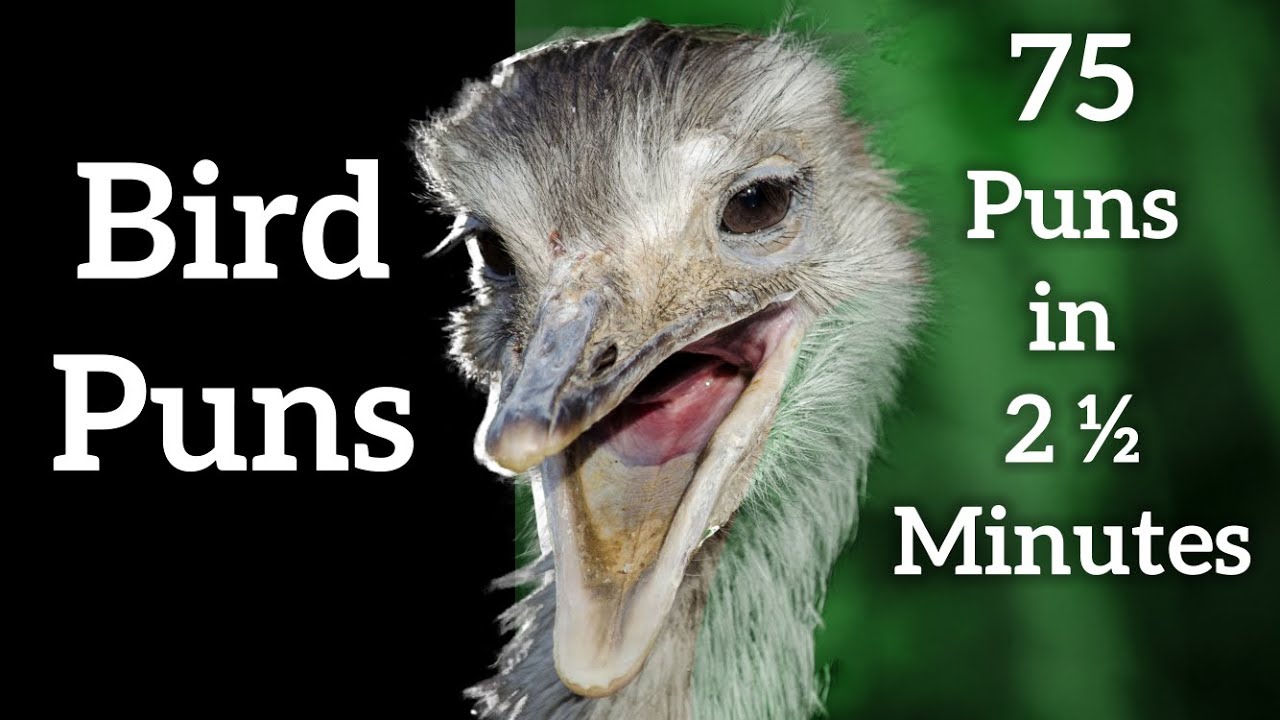 Bird Puns -  The Surprise Partridge