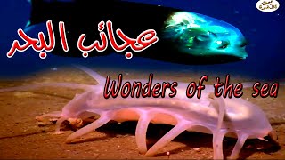 عجائب البحر - Wonders of the sea