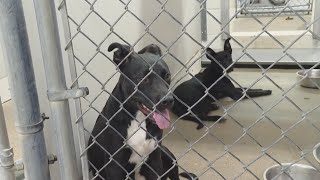 Local animal shelters struggling to keep up with animal in take