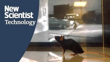 Movie clip reconstructed by an AI reading mice