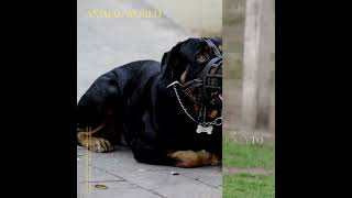 One of the strongest police dogs.Rottweiler dog