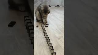Кот и домино 👌🤣#shorts #смешныевидео #приколысживотными #приколыскотами #котики #fyp #share #cat