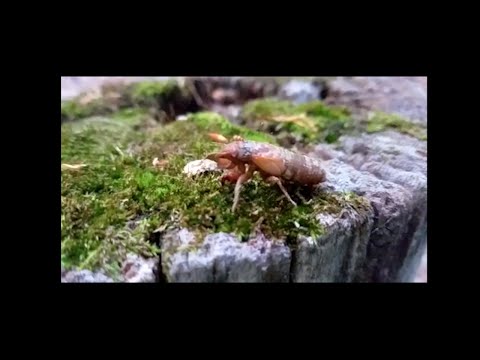 ASMR on VHS | Cicada Daydream - A Relaxing Stroll Through The Woods ft Hand Movements/Screen Tapping
