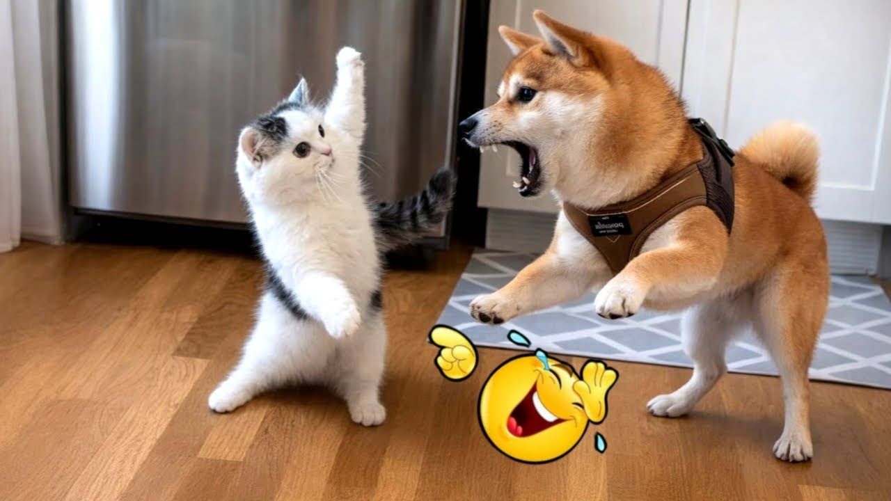 Funny Dog Pranks Cat 😂 | Hilarious Dog & Cat Moments That Will Make You Laugh