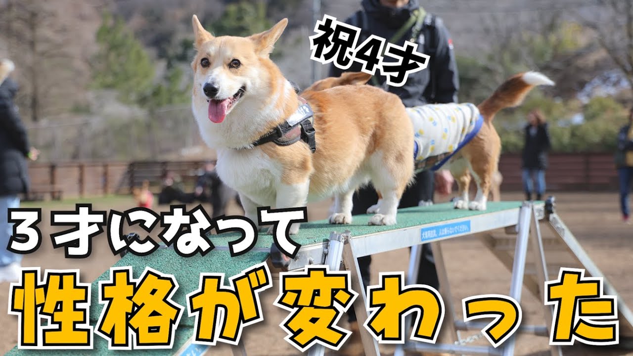 コーギー犬】3才で出来るようになったこと・出来なくなったことを話し 
