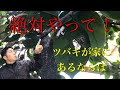 {今がラストチャンス}ツバキがある家は必ずやってください!チャドクガの卵を発見せよ。(字幕対応)